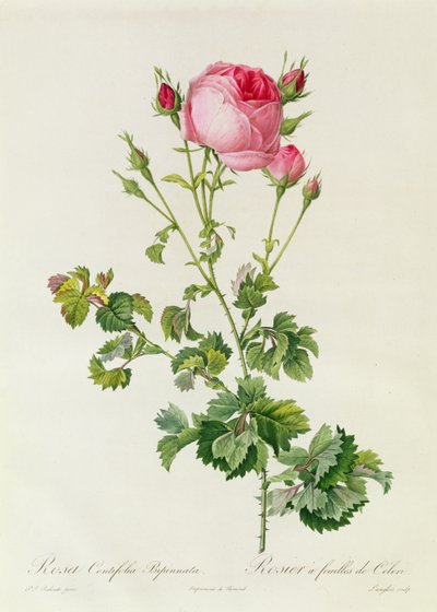 Rosa Centifolia Bipinnata de Pierre Joseph Redouté